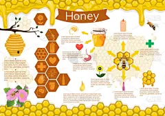 蜂蜜和蜜蜂的信息图。矢量图像
