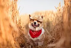 点击来源直接获取大图文件 |在阳光明媚的日子里，一只戴着草帽的快乐的柯基犬坐在田野里，耳朵金黄