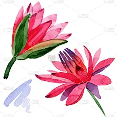 红色莲花。孤立的莲花插画元素。水彩背景插图.