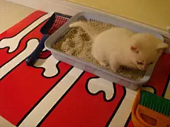 白吉小猫