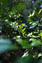 茶山｜普洱韵自山林之间 春茶藏于名山之列 - 小红书