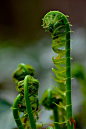 Ferns by Ross Blakey: 