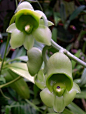龙须兰属（飘唇兰属）Catasetum expansum，原产于哥伦比亚的独特兰花@北坤人素材