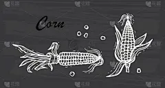 燧石玉米(印第安玉米或印花布玉米)。手绘涂鸦蔬菜。矢量图