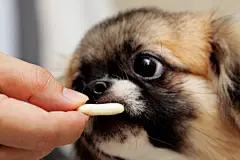 点击来源直接获取大图文件 |hand feeding dog , foucs on hand