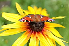 明亮，美丽的蝴蝶孔雀眼，坐在黄色的花朵Rudbeckia hirta。Aglais io。黑脉金斑蝶