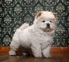 松狮,住宅房间,幼小动物,壁脚板,挂毯,水平画幅,注视镜头,无人,哺乳纲,彩色图片