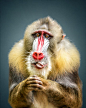 Animal Personality: Mandrill Abiola