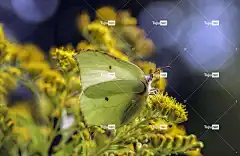 蝴蝶 花壁纸 花 授粉 昆虫 飞虫 蝴蝶的翅膀 盛开 开花