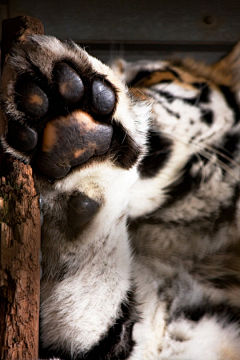 晴彦康月采集到Photography Animal