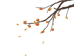 彩色手绘卡通霜降冬至秋天果实柿子二十四节气元素PNG素材