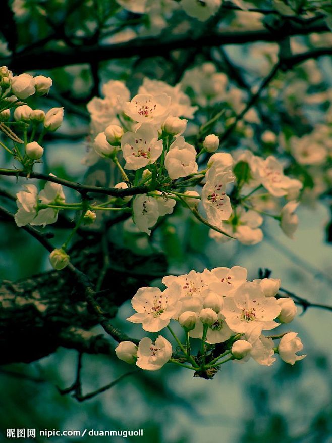 梨花淡白柳深青，柳絮飞时花满城。 　　惆...