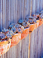 potted echeveria as horizontal accent on fence