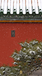 #紫禁城的瑞雪#一场说下就下的春雪，沁了梅心，黏了草甲，弥补了一整个冬天没见到大雪的遗憾。 ​​​​