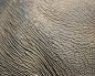大象的皮肤纹理背景
