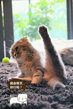 老子会劈叉，你行吗？——猫表情包