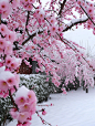 雪 梅 背景 粉色