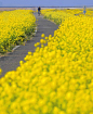 开往春天的列车

油菜花里的浪漫

#春天##油菜花里的浪漫# ​​​​