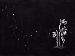 波兰插画师Zoe Keller | 小清新的动植物绘本插画_笔触 : 可以看到很多野生动物 还有包括一些珍稀的植物 这种图鉴插画被广泛运用到图册 这些插图考究严谨 很多都是黑白两色 但是丝毫不会让人觉得枯燥 奇幻的想象让每…