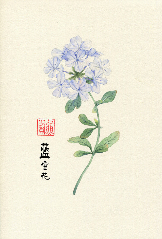 《植物绘》六月花事_