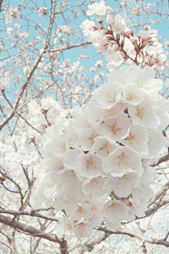 咪丸采集到樱花季，桜花祭