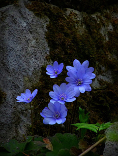 茂生采集到花-样