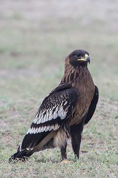 鹰形目鹰科乌雕属乌雕