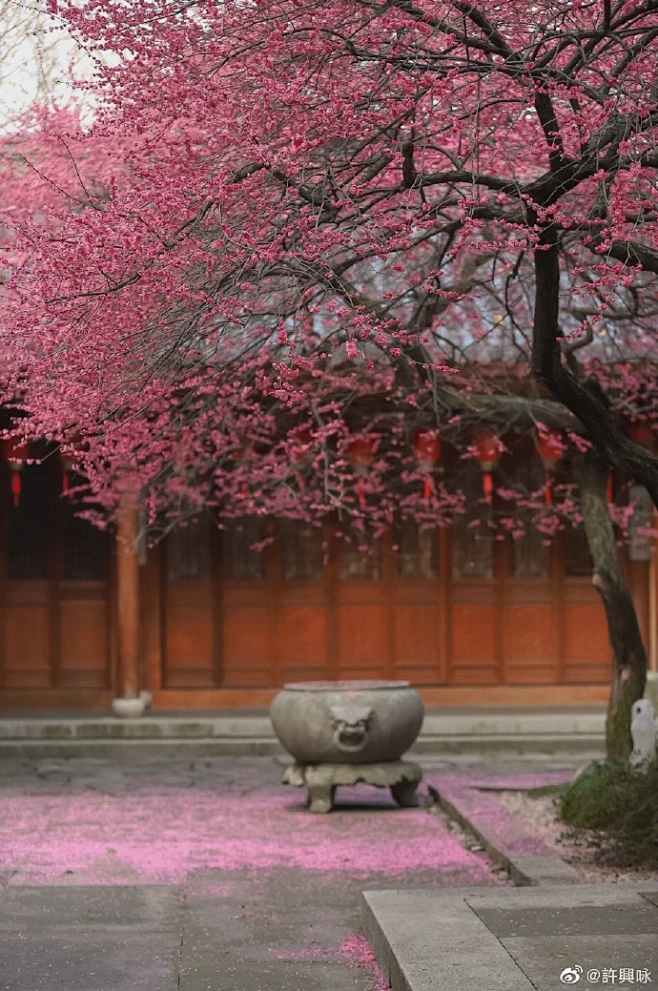 湖州铁佛寺｜古红梅 #微博摄影大赛# 2湖州·湖州铁佛寺 -花瓣网