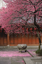 湖州铁佛寺｜古红梅
#微博摄影大赛# 2湖州·湖州铁佛寺 ​​​​