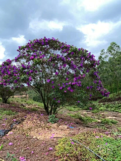 Tinaguoguo采集到植物品种