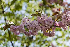 一颗美丽的日本樱桃在植物园里开花。樱桃small-log。春天。基辅。乌克兰。桃李桃红完美。两个日本