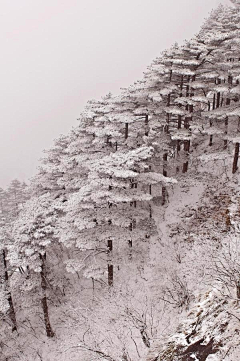 深情海洋采集到雪色美景！