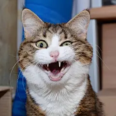 一只名叫Rexie的猫，每一个笑容都是表情包，太有戏了！ ​​​​