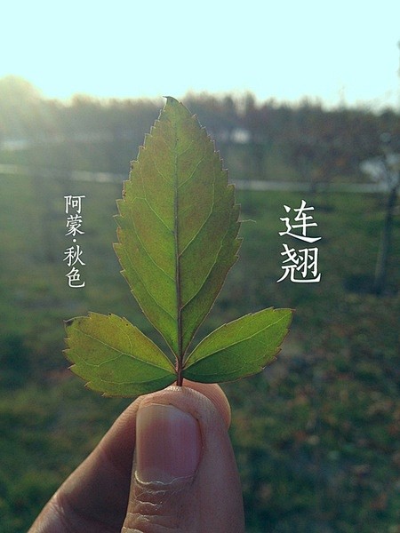 阿蒙的相册-阿蒙举个叶子－秋 · 色