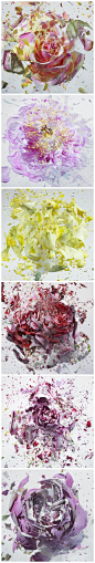 【创意摄影】-196°的暴力美学 - 花朵的凋零往往悄无声息，而德国摄影师Martin Klimas 就用镜头记录下了花朵凋零落地瞬间的爆炸景象，极富别样的美感，展现了视觉艺术。