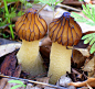 Mushrooms with brown stems and white caps. No ID or photographer mentioned.