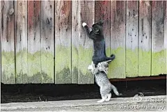 What is the true spirit of teamwork? Support your teammate's butt with you face~ 什么是真正的团队精神？用自己的脸支撑队友的屁股。谁说猫不是社会性生物？？They perfectly illustrated the spirit of teamwork.