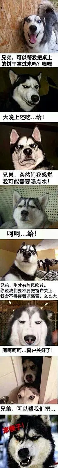 二哈的表情包含义可绕地球一圈#哈奇士#