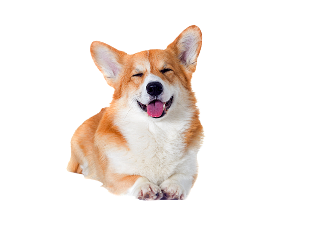 柯基PNG