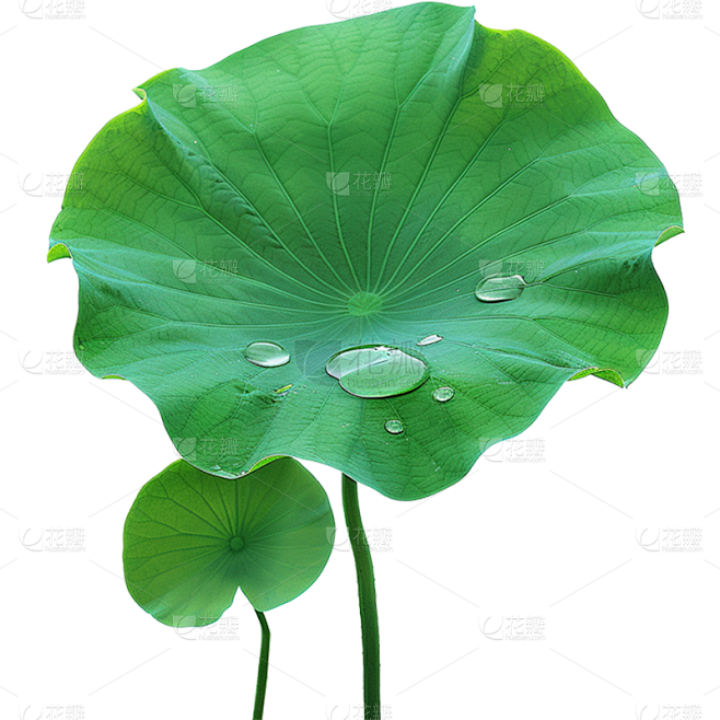 夏天通用实景荷叶绿色植物元素素材素材-花瓣网