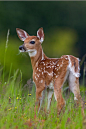 peeblespair:expressions-of-nature: Spring Fawn by: Nick Kalathas