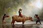 General 1920x1280 children animals water Bull