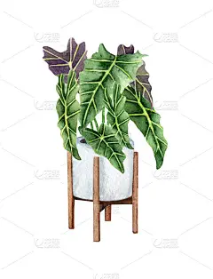 洋芋，盆栽室内植物，孤立在白色背景上。水彩盆栽插画。家居装饰。