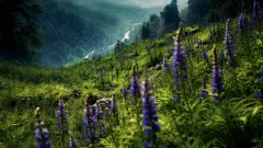 山谷里的蓝色花朵壁纸