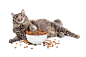 吃猫粮的猫咪图片