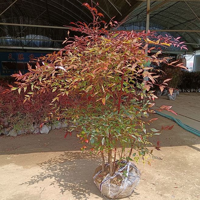 火焰南天竹