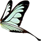 蝴蝶PNG免抠素材