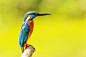 Orange and Blue Kingfisher