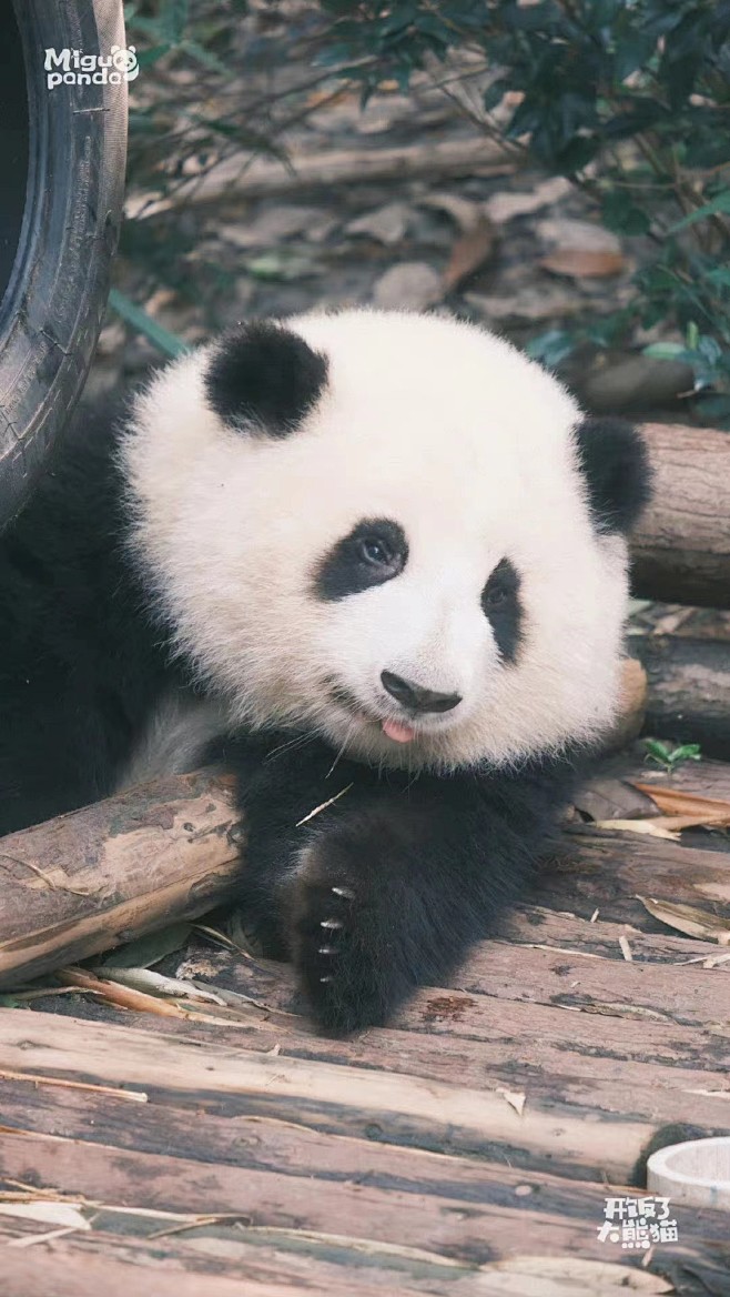 分享一波大熊猫和花的美图