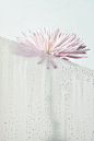 view-flowers-transparent-glass-with-water-drops_23-2149478601